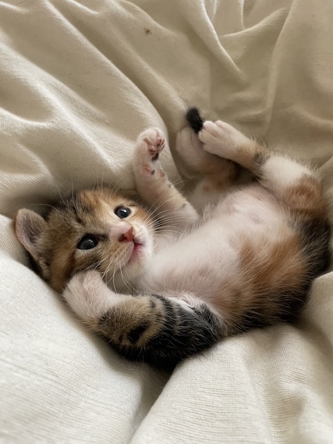 ふう