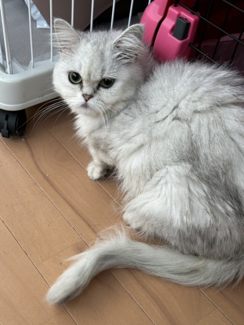 モズコ