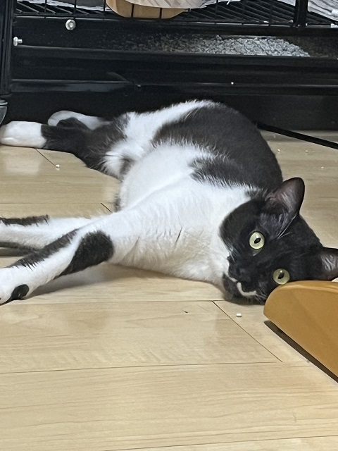 ひなた