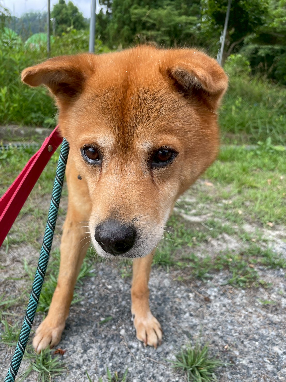 犬種不明