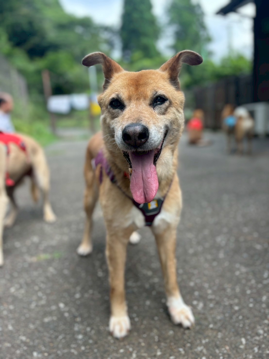 犬種不明
