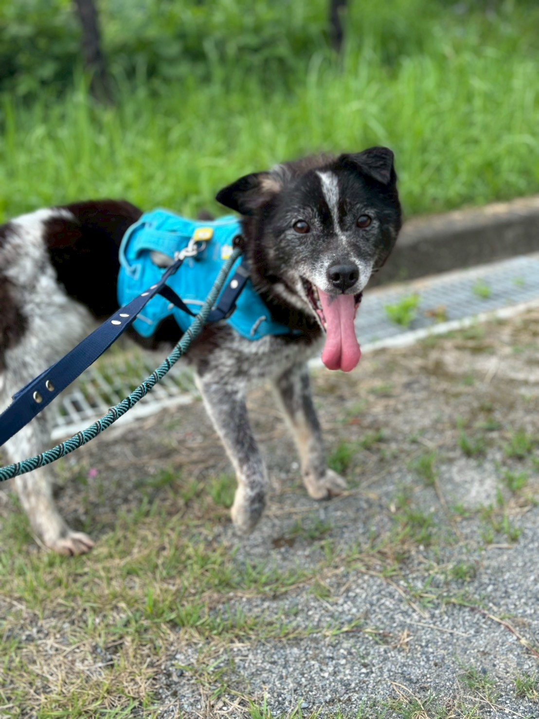 犬種不明
