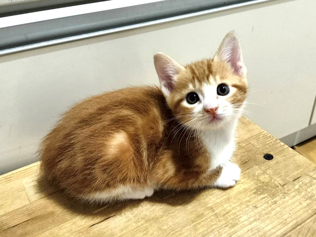 サン
