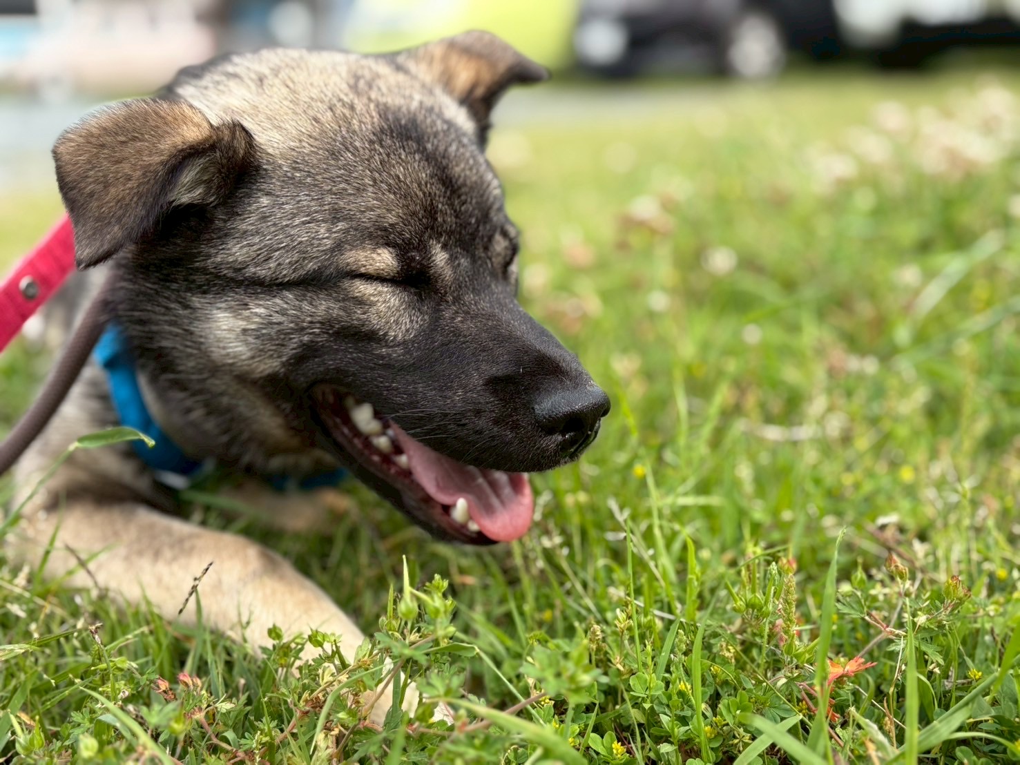 犬種不明