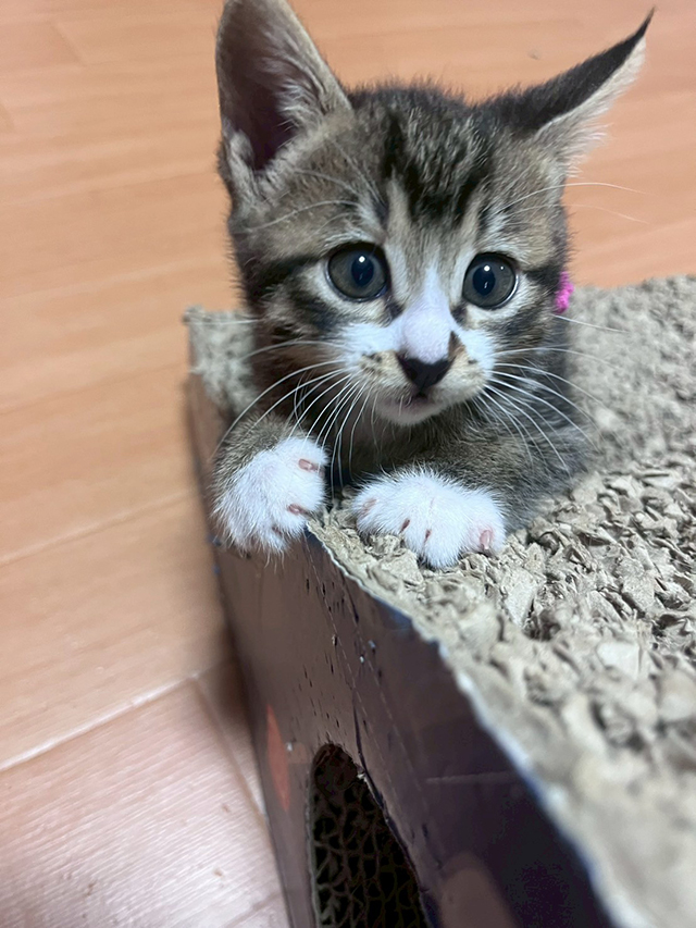 ねね