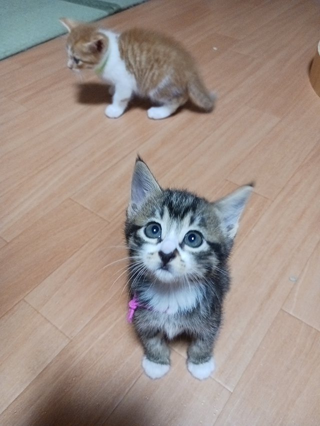 ねね