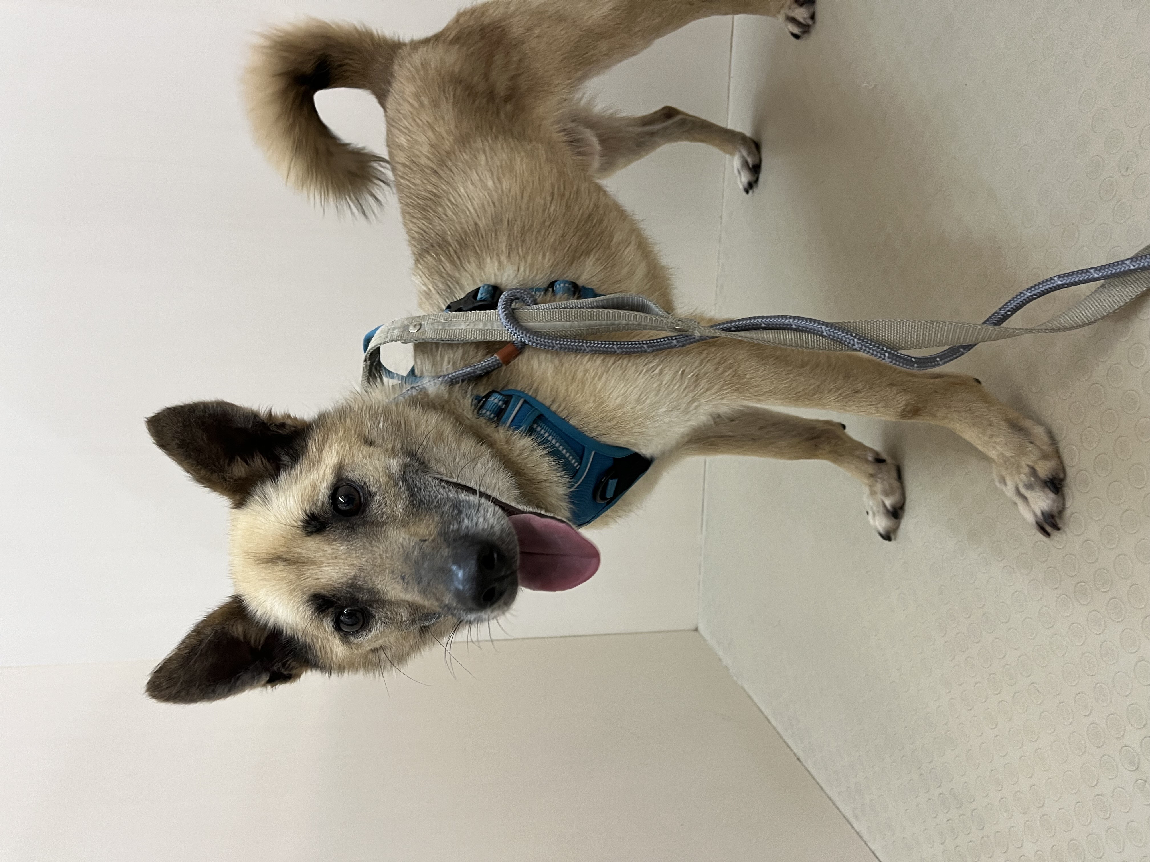 犬種不明
