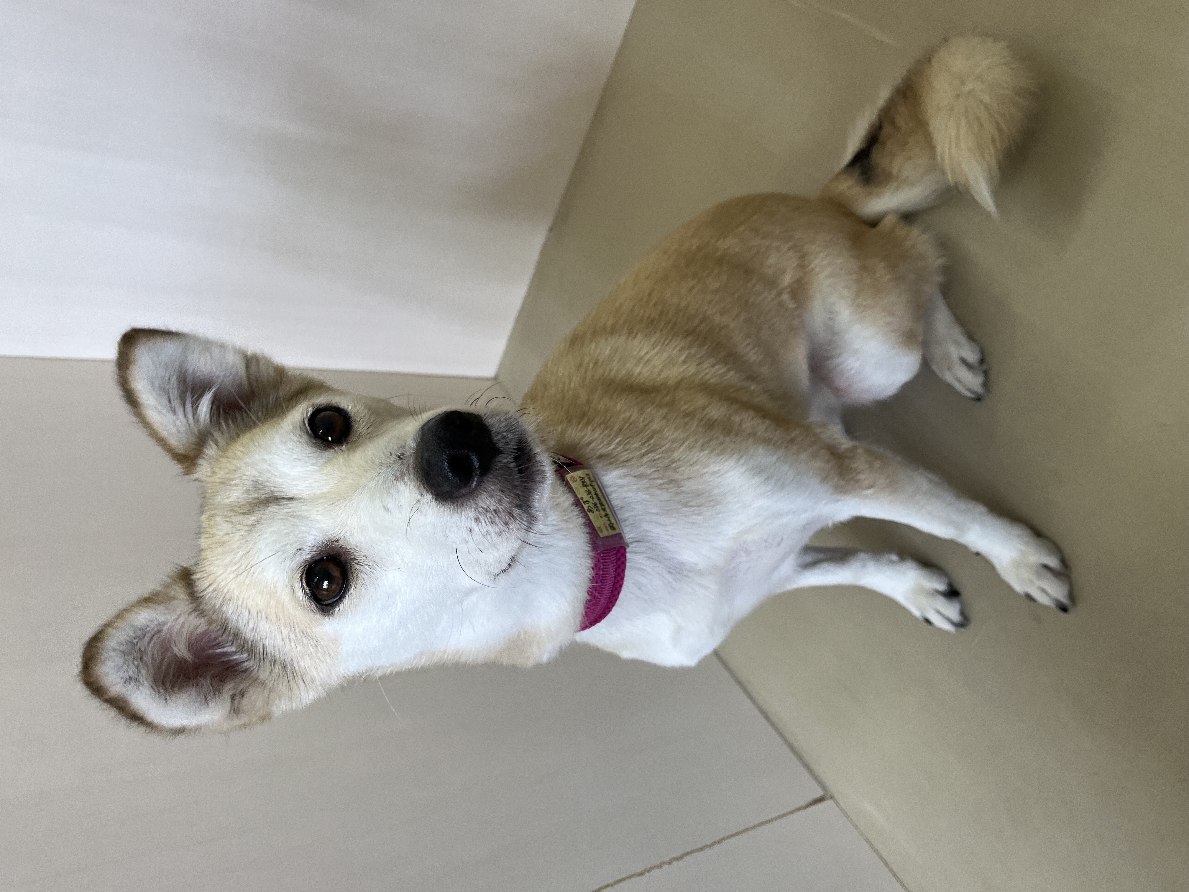 犬種不明