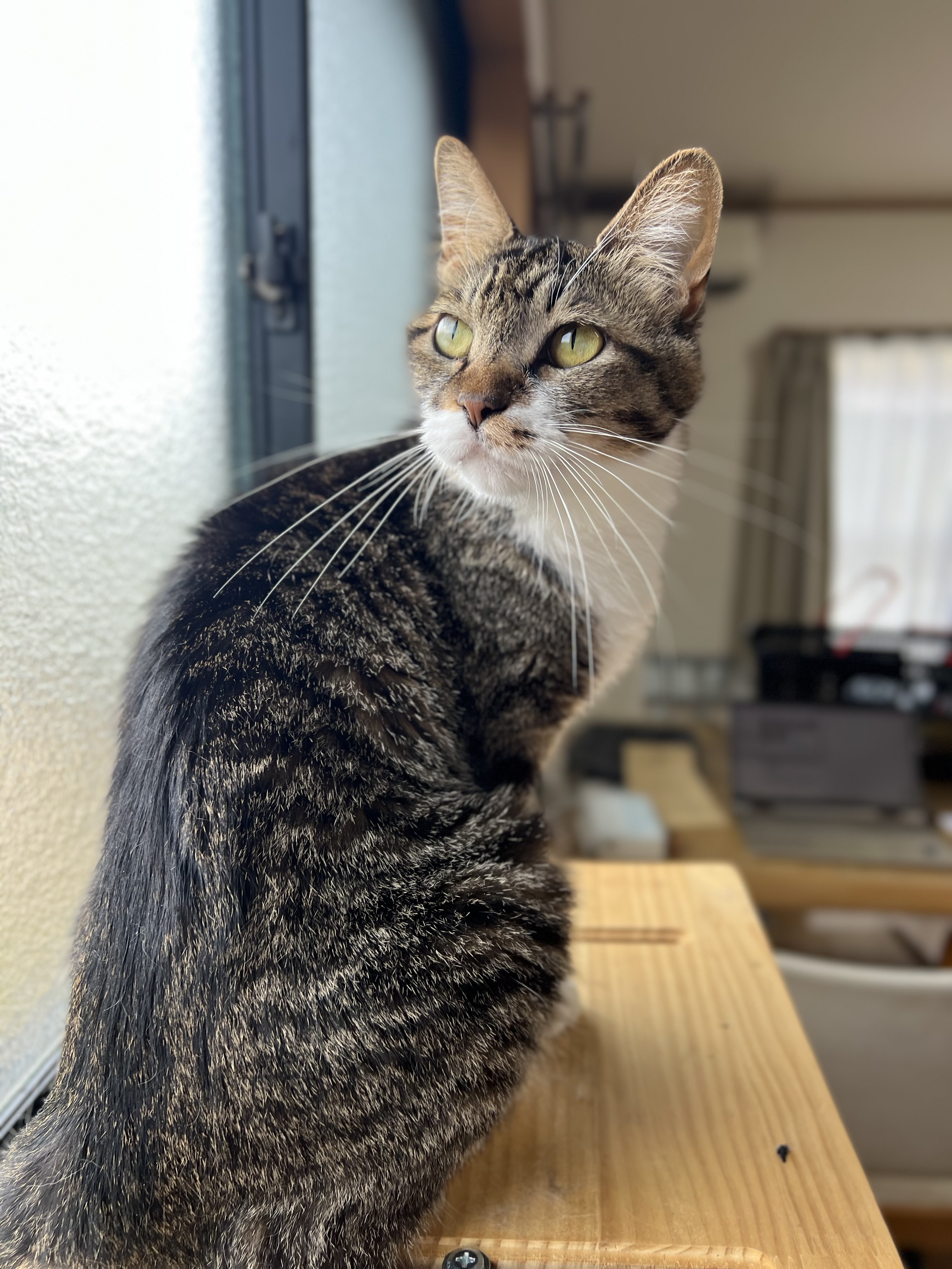 猫種不明