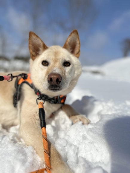 犬種不明