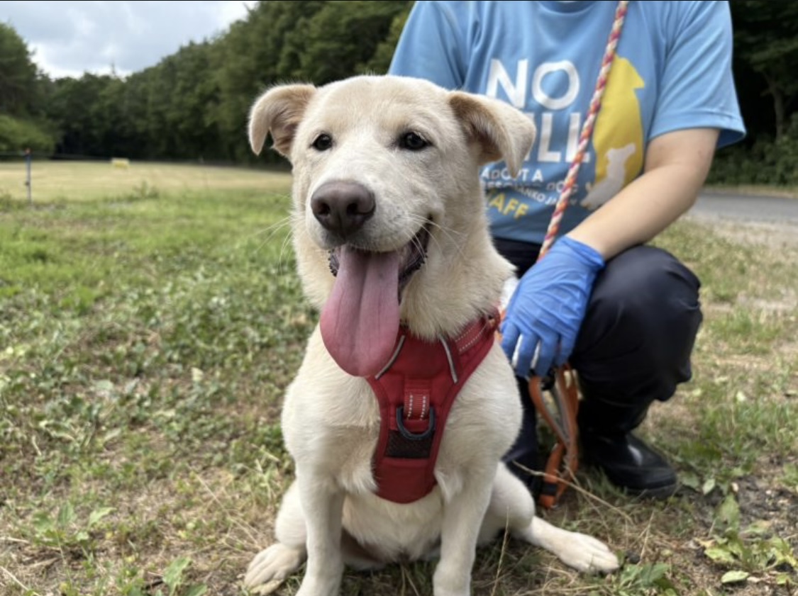 犬種不明