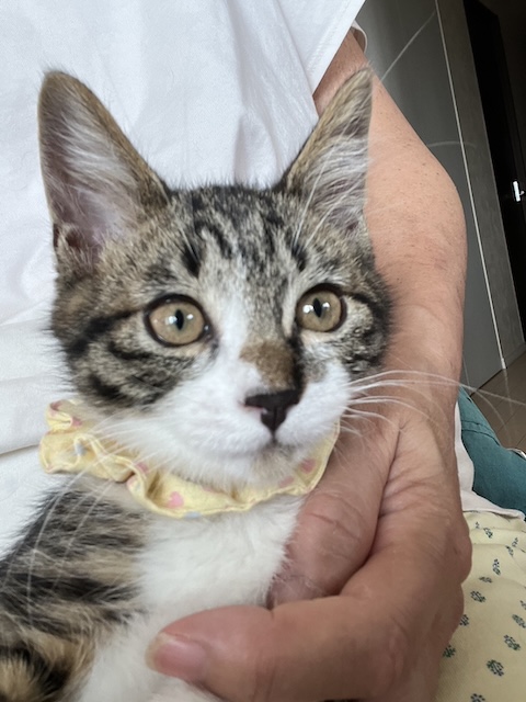 猫種不明