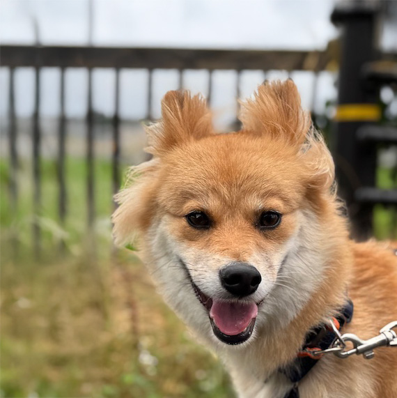 犬種不明