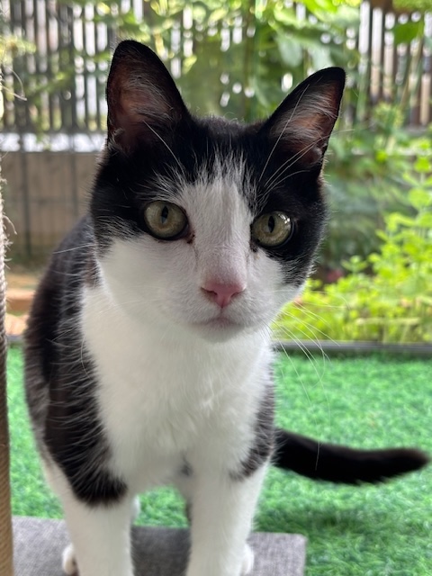 猫種不明