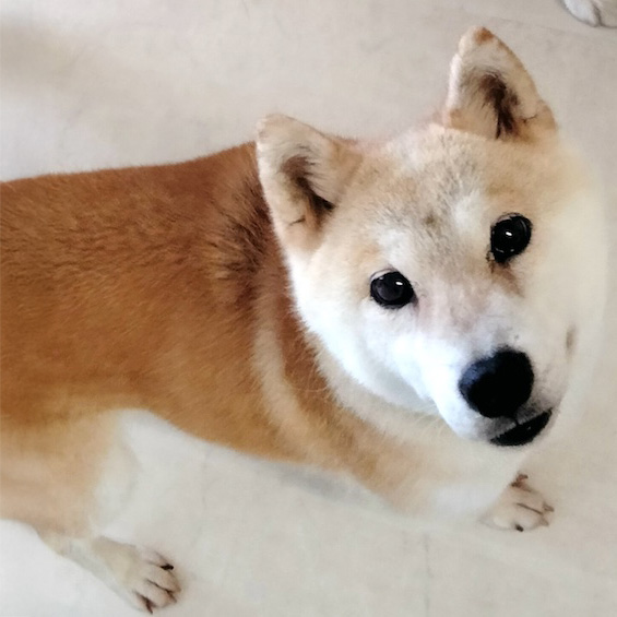 柴犬