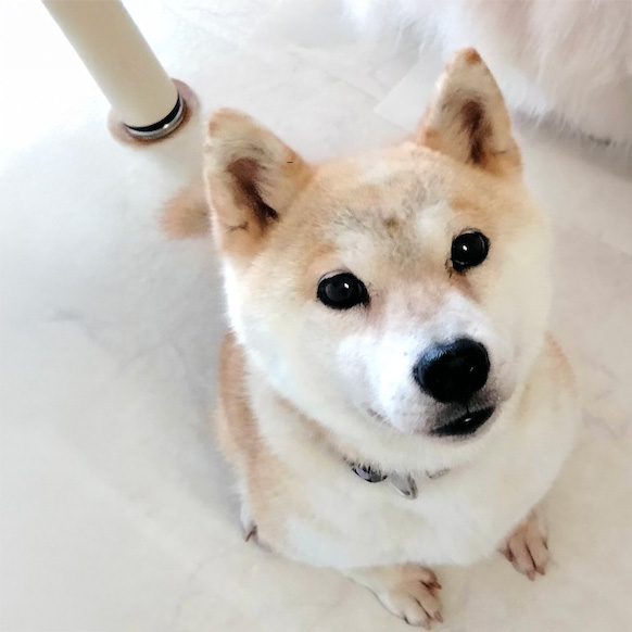 パル
