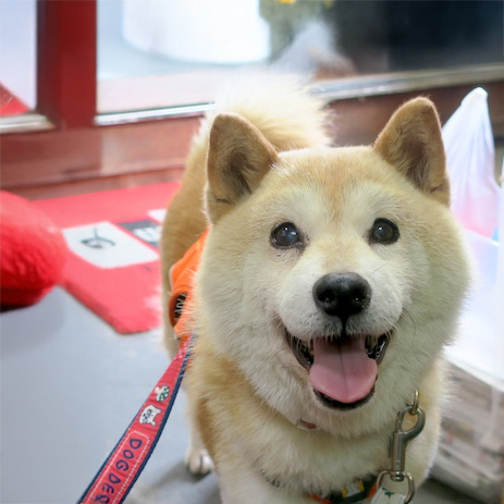 柴犬