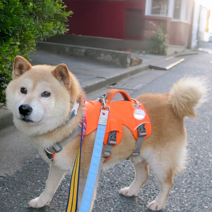 サム