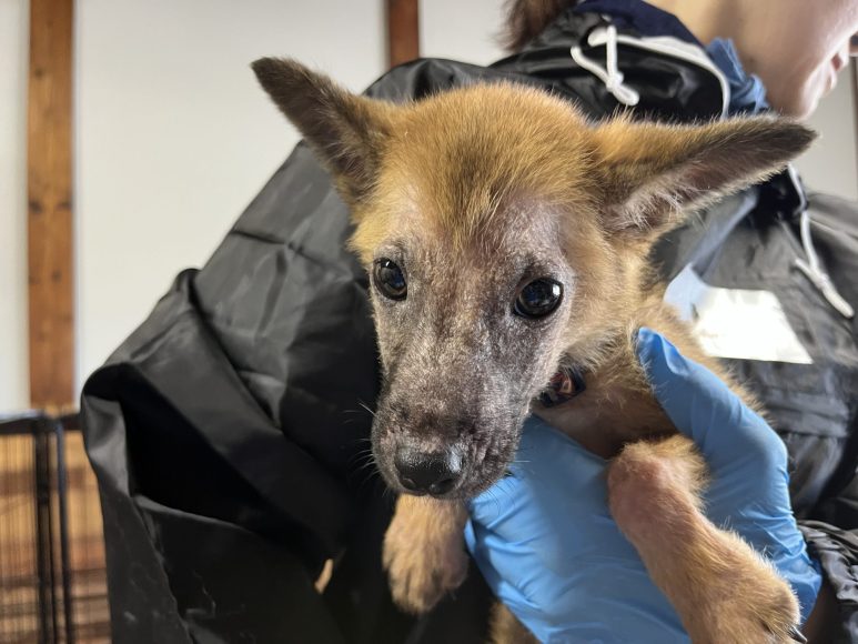 犬種不明