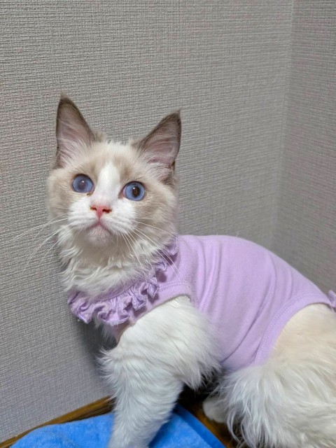 ちゃみこ