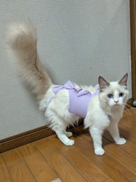 ちゃみこ