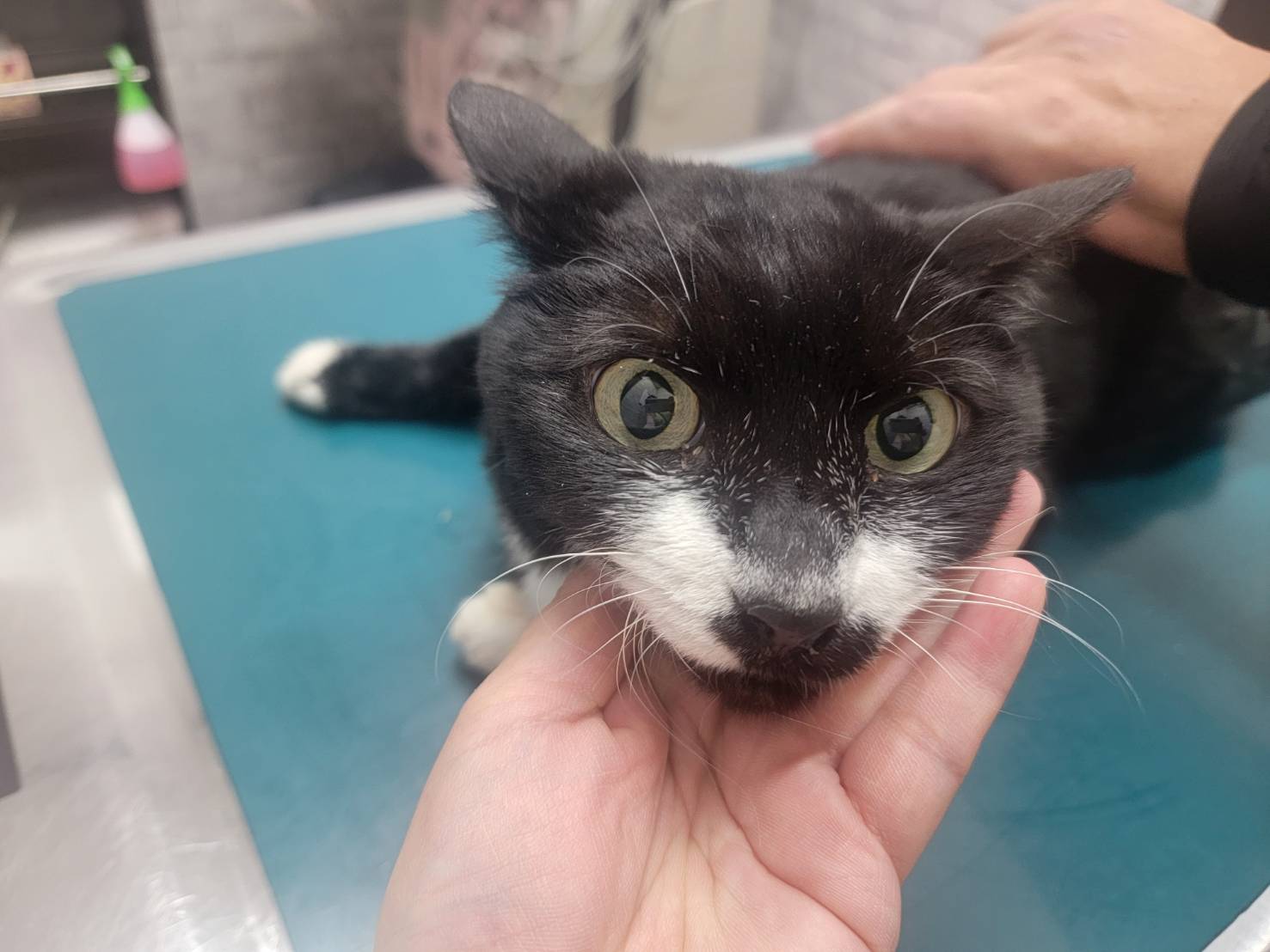 猫種不明