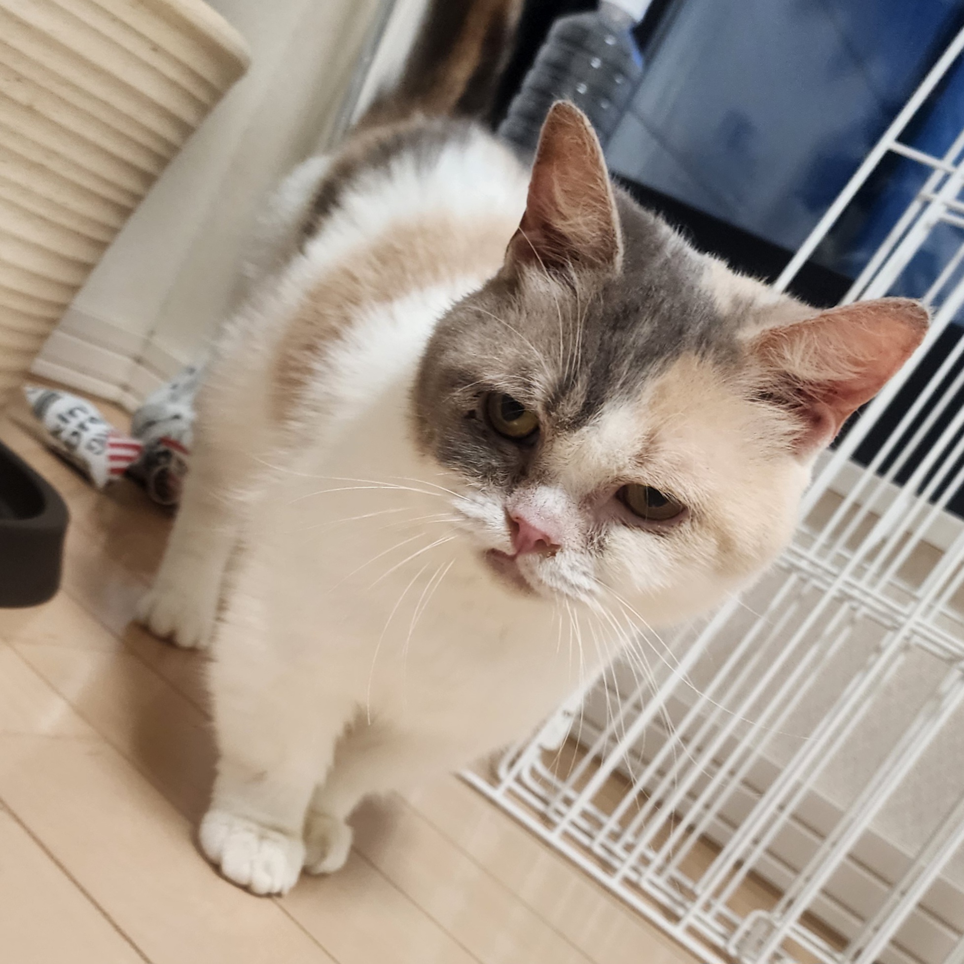 マンチカン