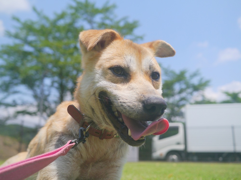 犬種不明