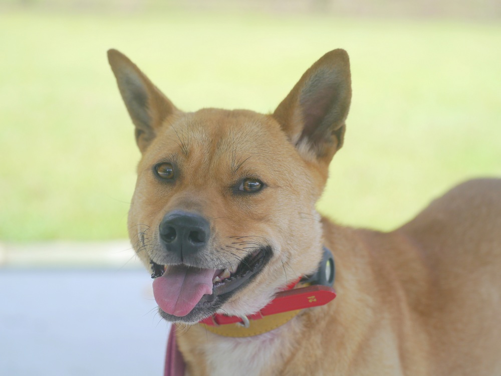 犬種不明