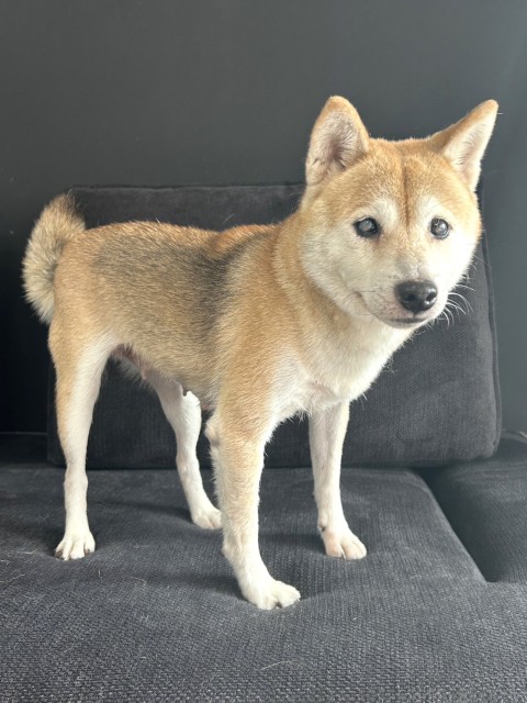 柴犬