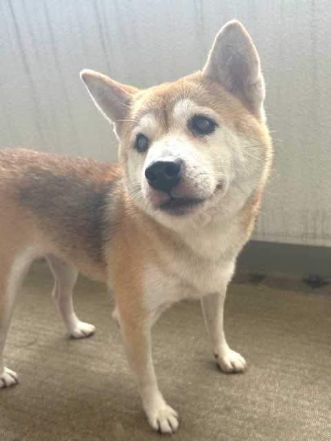 なぎの