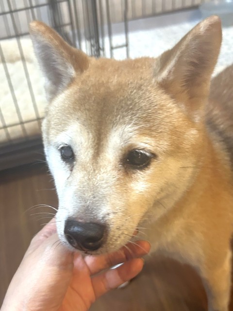 なぎの