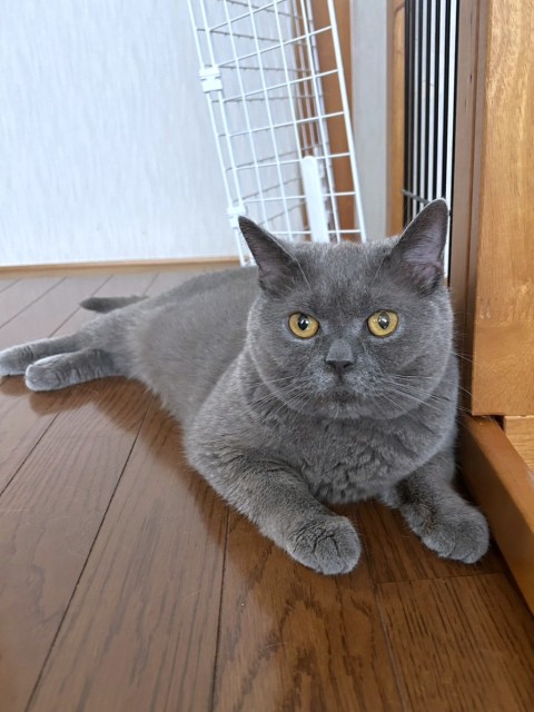 ブリティッシュショートヘア
