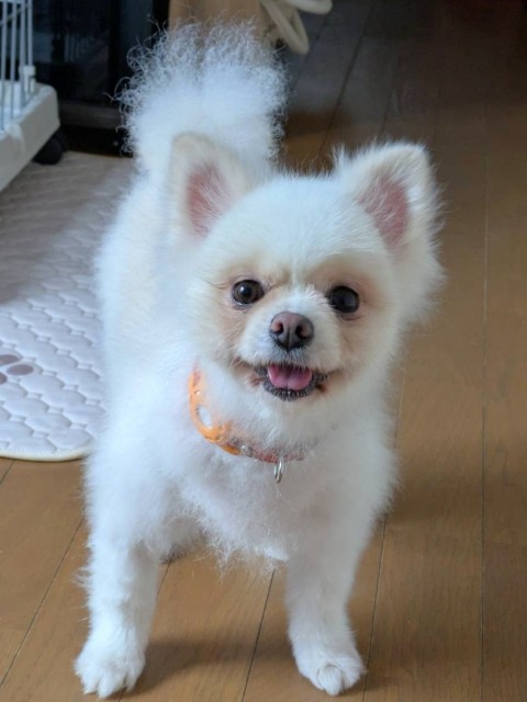 ポメラニアン