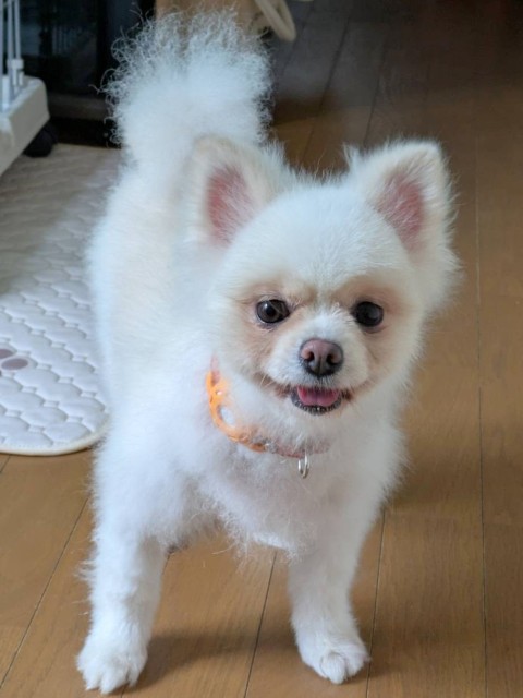 アミコ