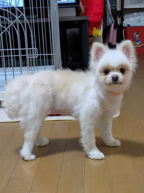 アミコ