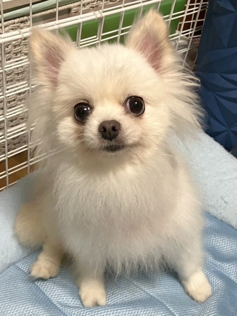 ヒロコ