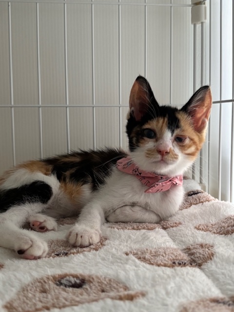 猫種不明