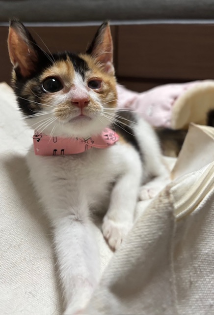 マナ