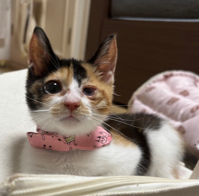 マナ