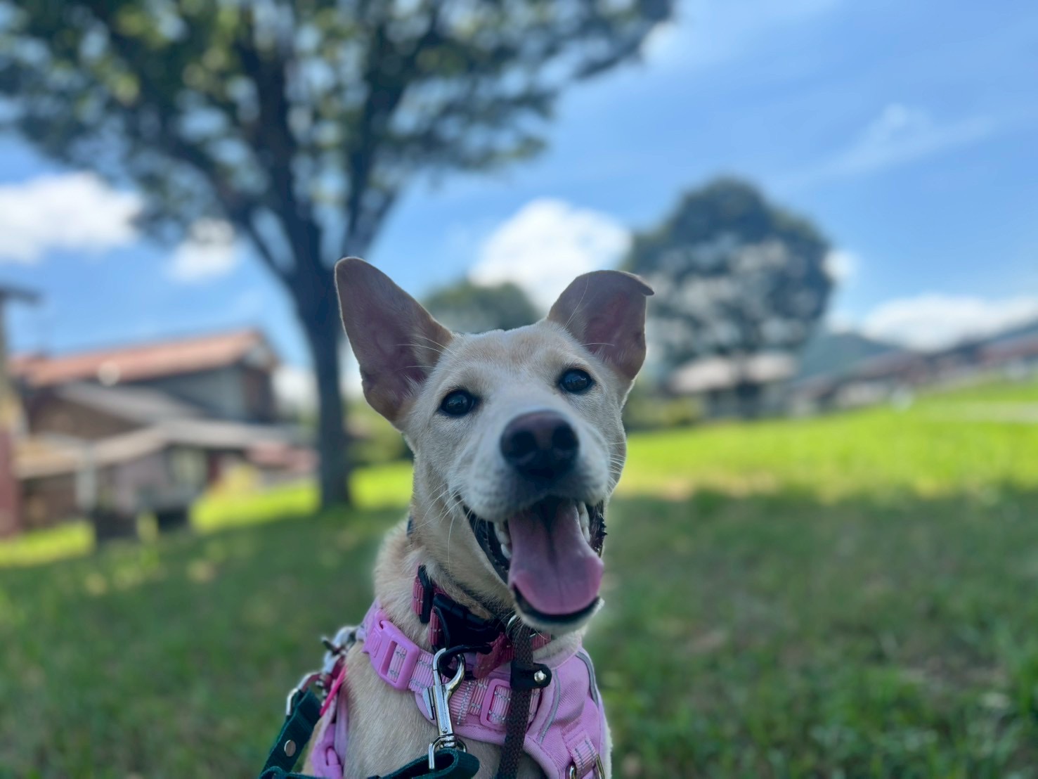 犬種不明