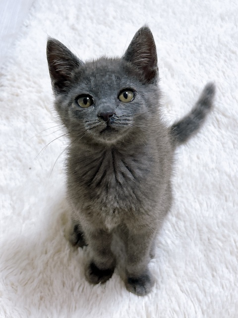 猫種不明