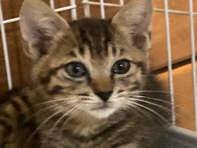 猫種不明