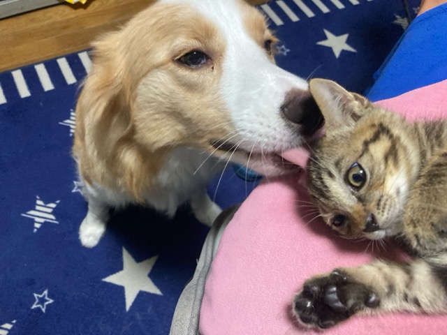 タビー