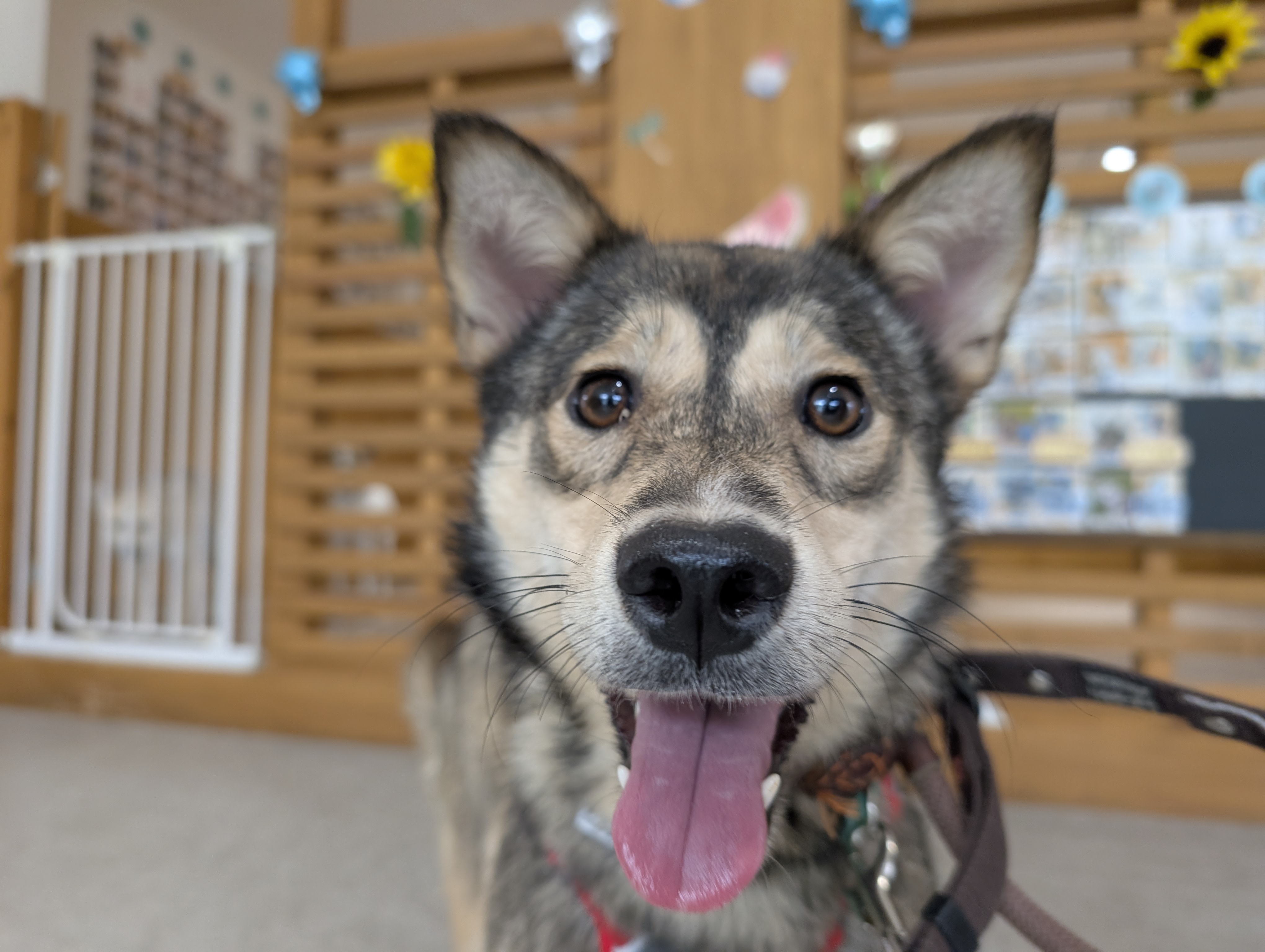 犬種不明