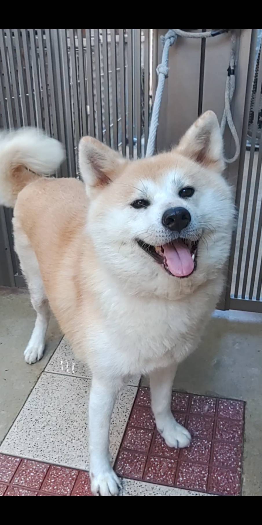 秋田犬