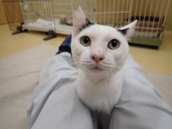 とんこ