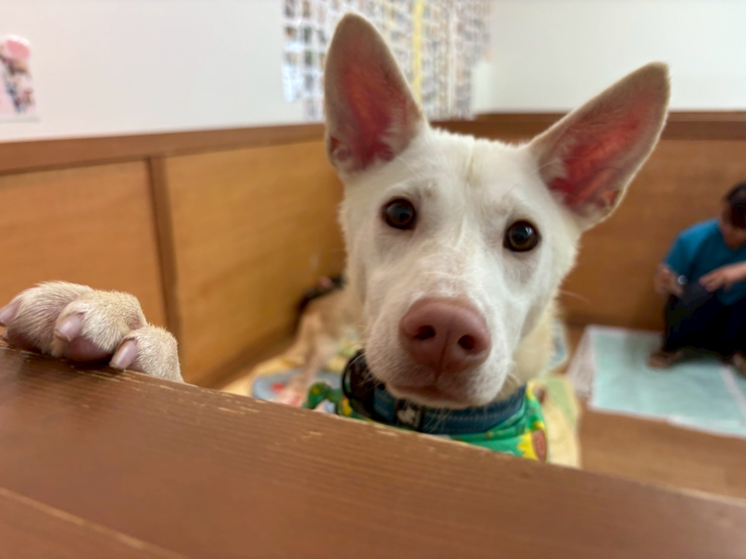 犬種不明
