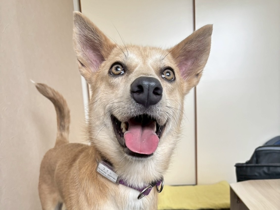 犬種不明