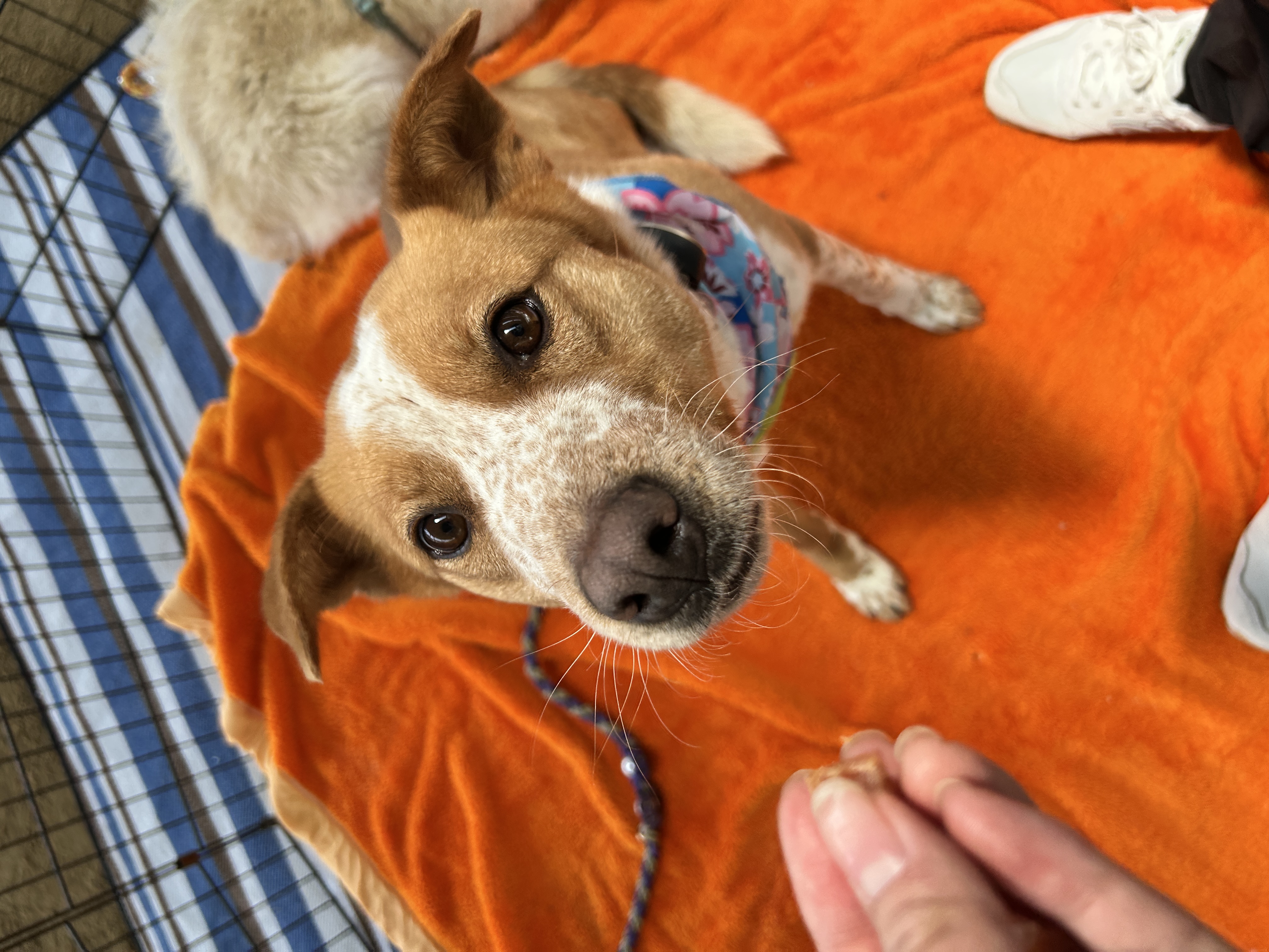 犬種不明